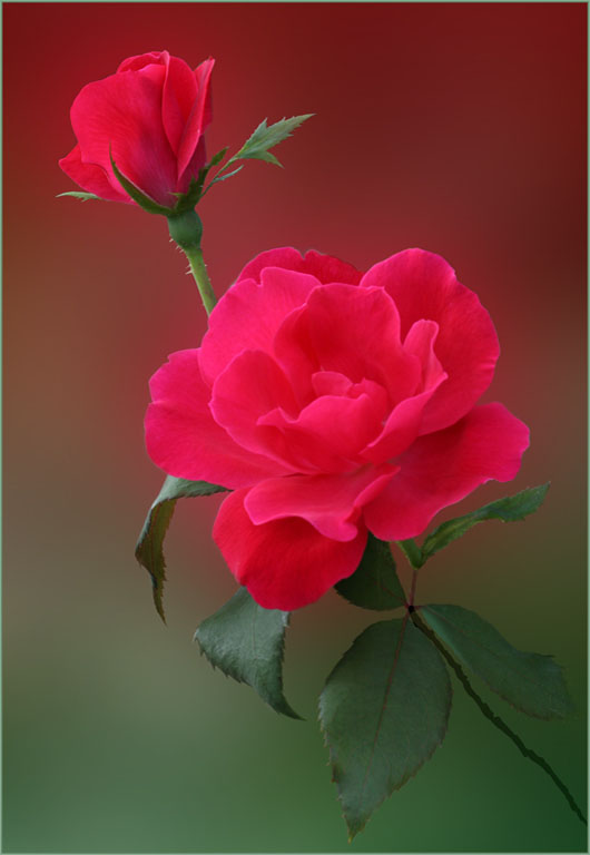 Deep Pink Roses